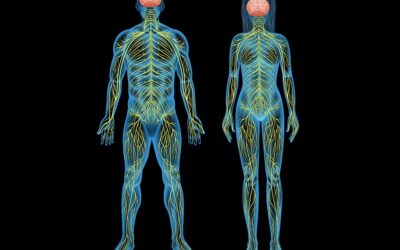 Sistema Nervioso Central y Aprendizaje